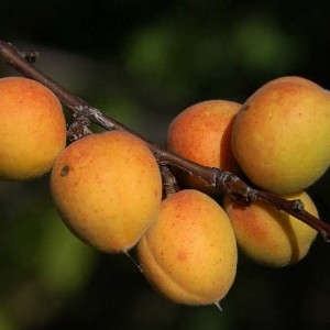 Абрикос Восточно-Сибирский