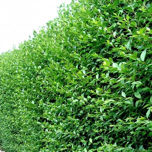 Саженец бирючины Туполистной