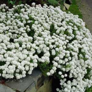 Саженец ибериса вечнозеленого Вайтаут (Whiteout ) 