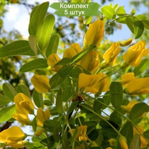 Саженцы акации (Караганы) Лорберги (Lorbergii) -  комплект 5 шт.