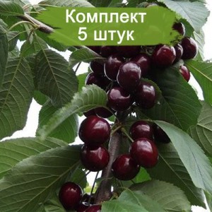 Саженцы черешни Валерий Чкалов -  комплект 5 шт.