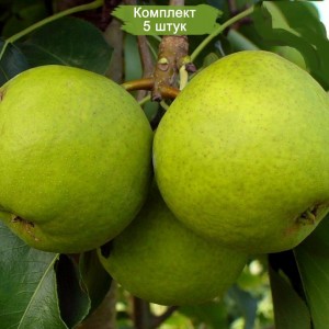 Саженцы груши Миф -  комплект 5 шт.