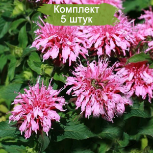 Cаженцы монарды двойчатой Балми Пинк  (Balmy Pink)  -  комплект 5 шт.