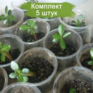 Комплект 5шт
 / Олеандр (30-50 см) в ассортименте