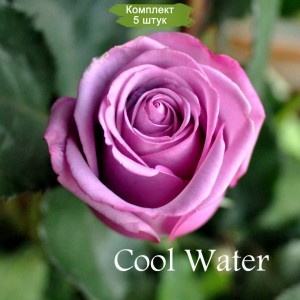 Саженцы чайно-гибридной розы Кул Вотер (Cool Water) -  комплект 5 шт.