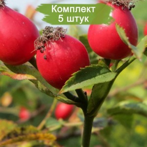Саженцы шиповника Собачий -  комплект 5 шт.