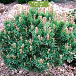 Саженцы сосны Горной 20-40 см -  комплект 5 шт.