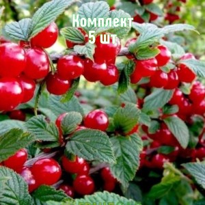 Комплект 5шт / Вишня войлочная Осенняя вировская