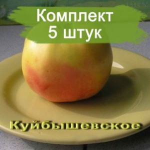 Саженцы яблони Куйбышевское -  комплект 5 шт.