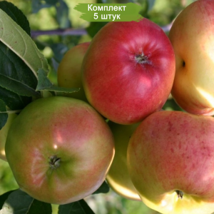 Саженцы Яблони Прима -  комплект 5 шт.