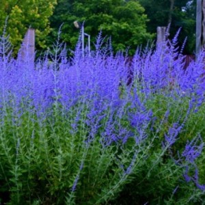 Саженец Перовскии лебедолистной Голубой Туман