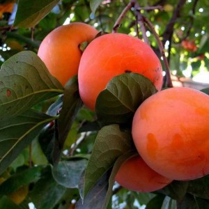 Саженец хурмы Россиянки