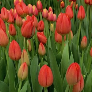 Срезка тюльпанов на 8 марта оптом Тюльпан Эста Бонита (Esta Bonita)
