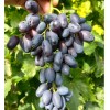 Виноград Академик Авидзба