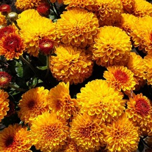 Саженец хризантемы мультифлора Эрис (Eris) (Желтая )