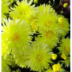 Саженец хризантемы мультифлора Москва желтая (Желтая )